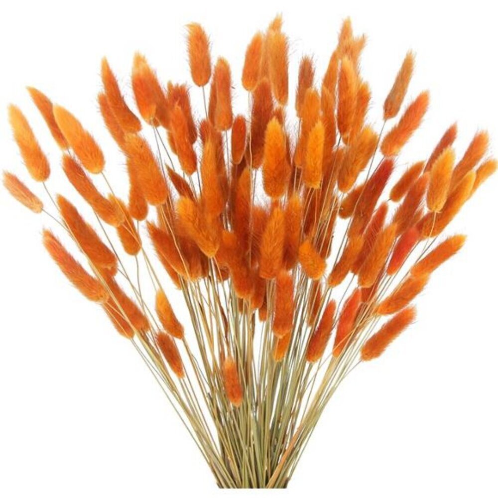 Dried Bunny Tail Flowers 120pc Orange Lagurus Boho